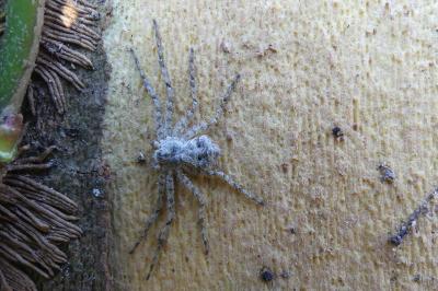 <i>Philodromus</i>
