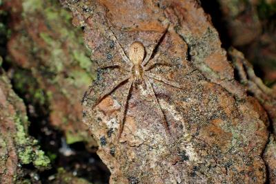 <i>Anyphaena accentuata</i>