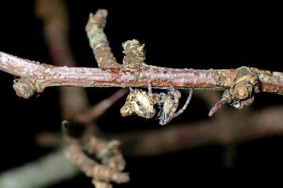 <i>Cyclosa</i>