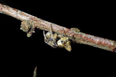 <i>Cyclosa</i>