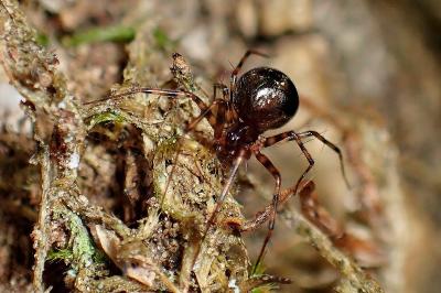 <i>Lepthyphantes minutus</i>
