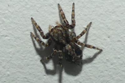 <i>Pseudeuophrys lanigera</i>
