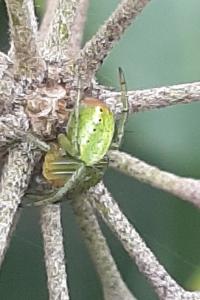 <i>Araniella</i>