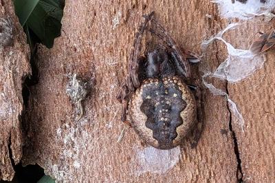 <i>Nuctenea umbratica</i>