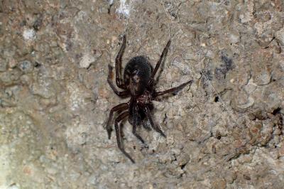 <i>Amaurobius ferox</i>