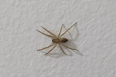 <i>Zoropsis spinimana</i>