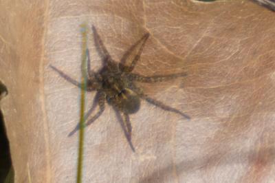 <i>Pardosa</i>