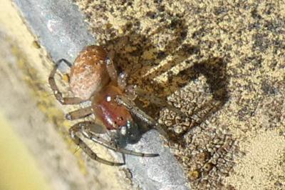 <i>Araniella</i>