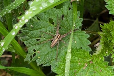 <i>Pisaura mirabilis</i>