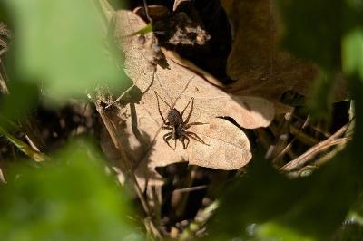 <i>Pardosa</i>