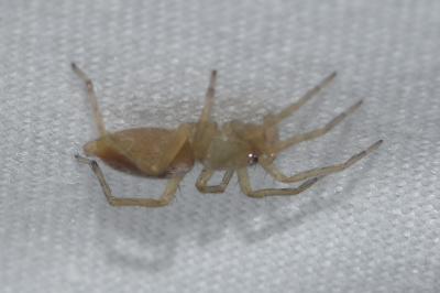<i>Clubiona comta</i>