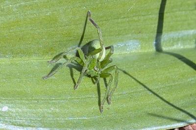 <i>Micrommata ligurina</i>