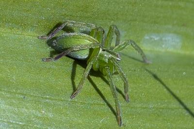 <i>Micrommata ligurina</i>