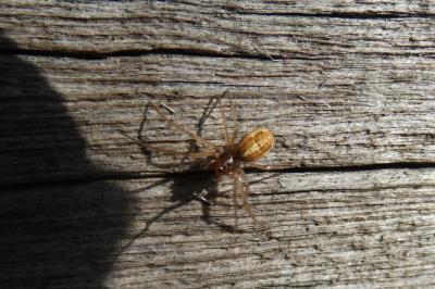 <i>Pachygnatha</i>