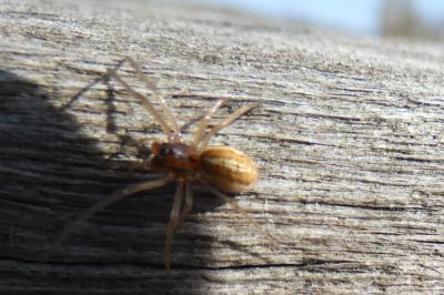 <i>Pachygnatha</i>