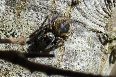 <i>Carrhotus xanthogramma</i>