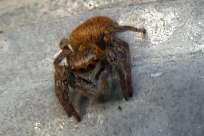 <i>Carrhotus xanthogramma</i>