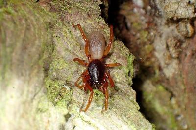 <i>Dysdera erythrina</i>