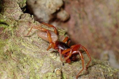 <i>Dysdera erythrina</i>