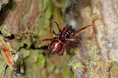 <i>Steatoda bipunctata</i>