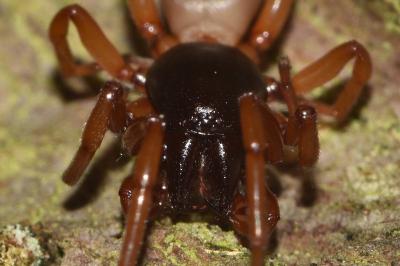 <i>Dysdera erythrina</i>