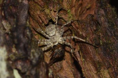 <i>Philodromus</i>