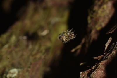 <i>Gibbaranea gibbosa</i>