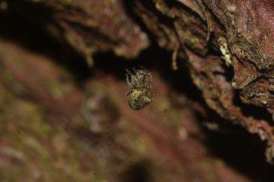 <i>Gibbaranea gibbosa</i>