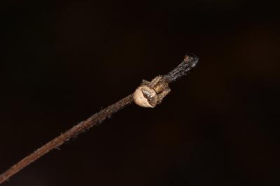 <i>Gibbaranea bituberculata</i>