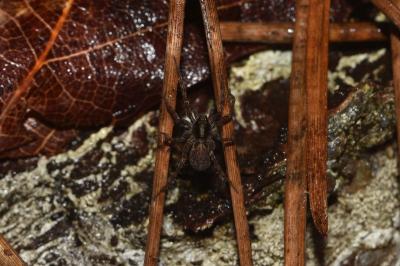 <i>Pardosa</i>