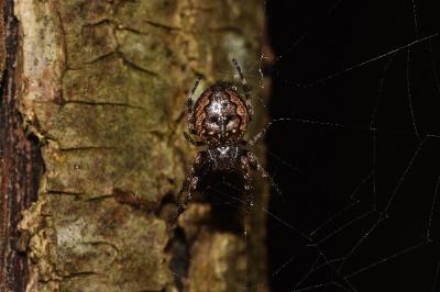 <i>Nuctenea umbratica</i>