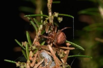 <i>Araneus</i>