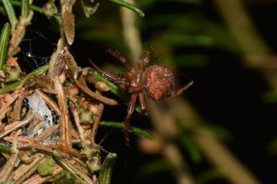 <i>Araneus</i>