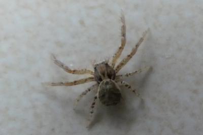 <i>Xysticus</i>
