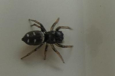 <i>Heliophanus</i>
