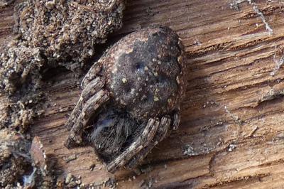 <i>Nuctenea umbratica</i>