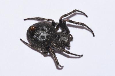 <i>Nuctenea umbratica</i>
