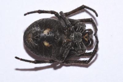 <i>Nuctenea umbratica</i>