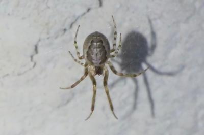 <i>Zygiella x-notata</i>