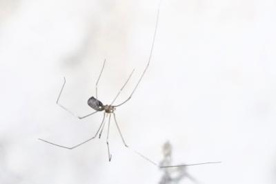 <i>Pholcus phalangioides</i>