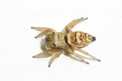 <i>Heliophanus tribulosus</i>