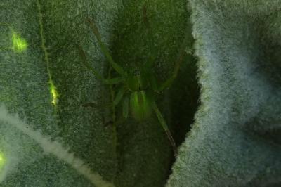 <i>Micrommata ligurina</i>