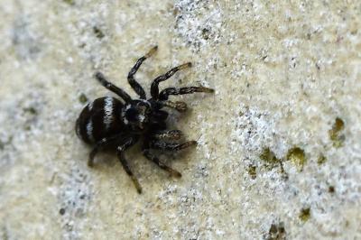 <i>Salticus scenicus</i>