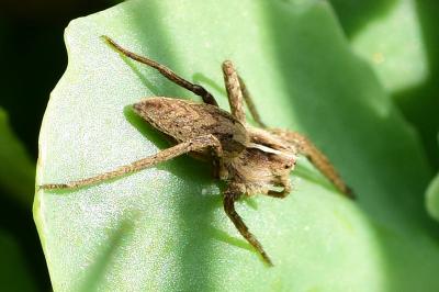 <i>Pisaura mirabilis</i>