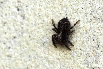 <i>Pseudeuophrys erratica</i>