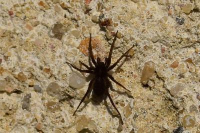 <i>Pardosa</i>