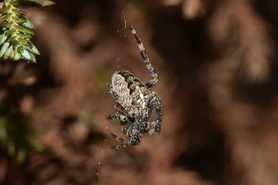<i>Araneus diadematus</i>