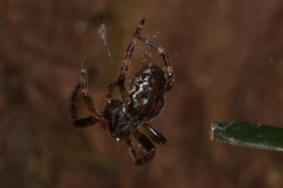 <i>Nuctenea umbratica</i>