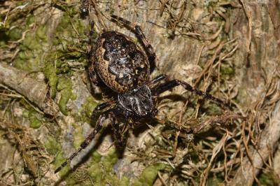 Nuctenea umbratica