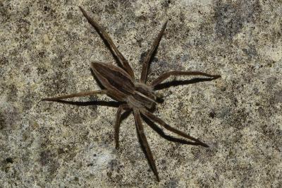 <i>Pisaura mirabilis</i>